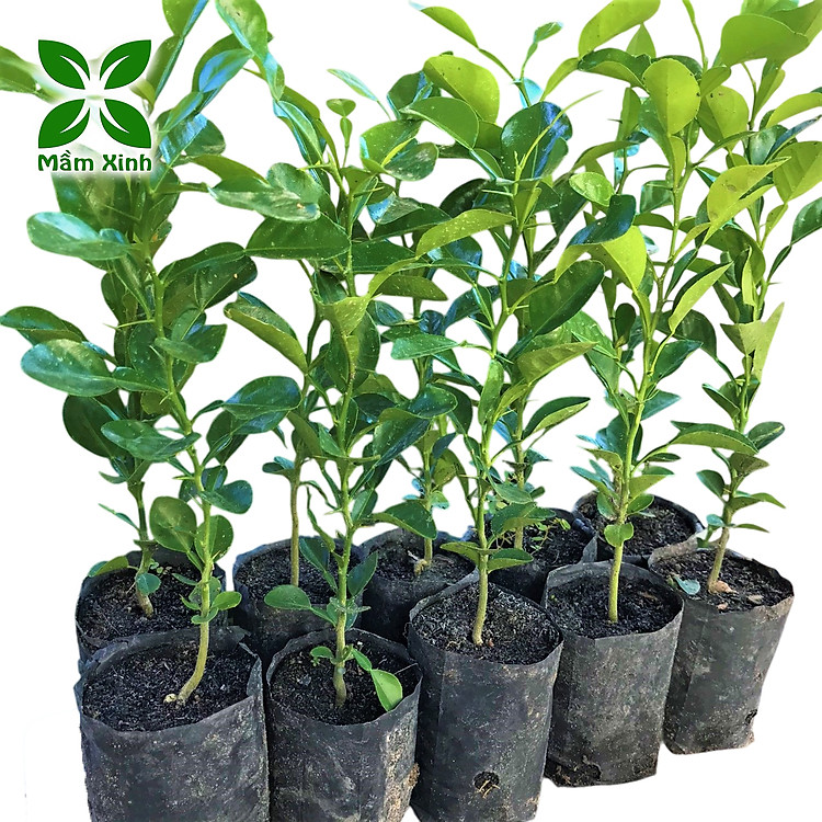 Combo 10 Cây Giống Chúc (Chanh Thái) – Cao Khoảng 20cm – Cây Gia Vị Trồng Vườn hoặc Chậu