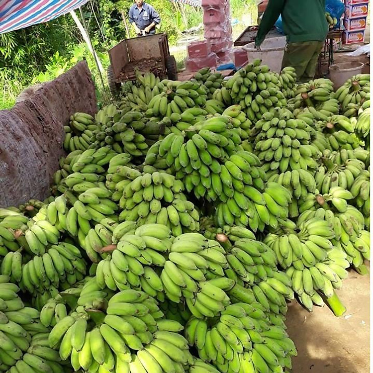 CÂY GIỐNG CHUỐI LÙN THÁI LAN SIÊU QUẢ