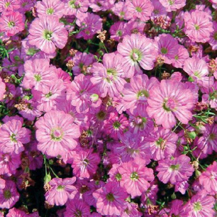 Bộ 1 gói Hạt giống hoa baby hồng