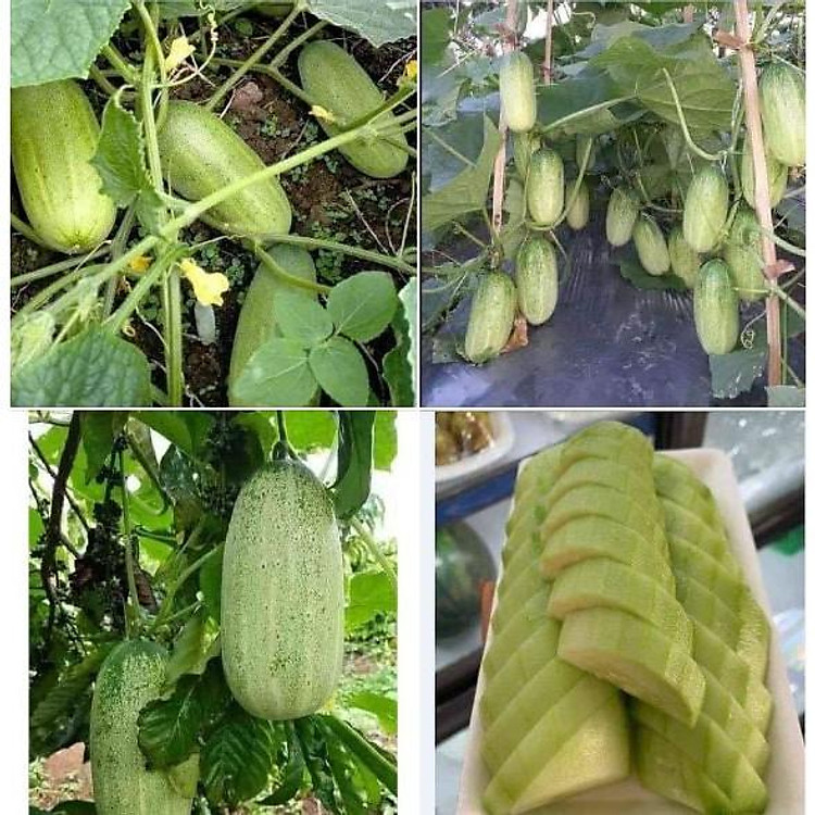 Hạt giống dưa chuột mèo bản địa - 50 hạt