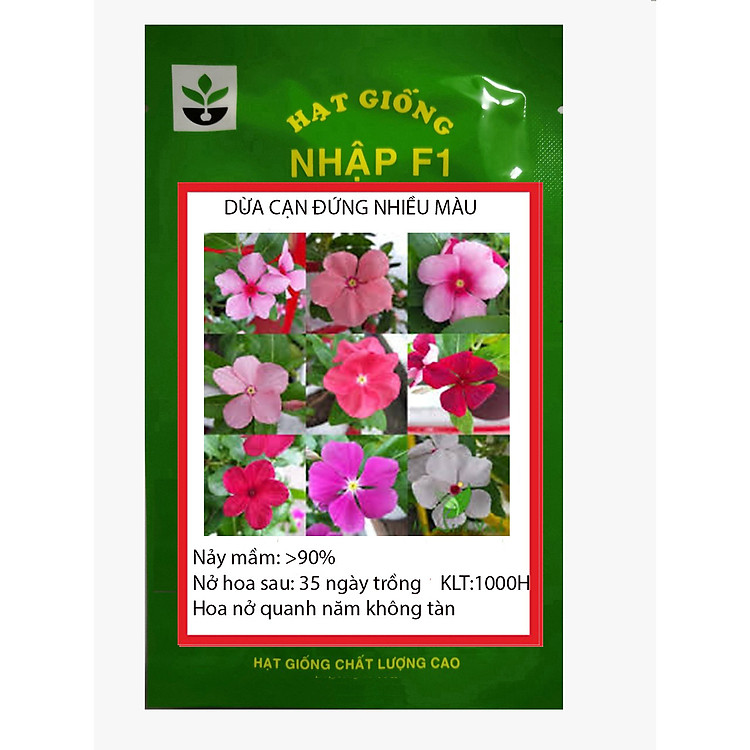 1000 HẠT GIỐNG HOA DỪA CẠN ĐỨNG NHIỀU MÀU