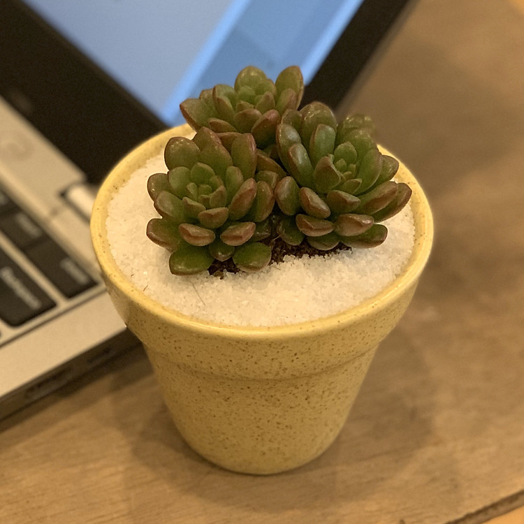 Sen Đá Ruby Đỏ - 7x7x15 Cm - Cây Mini Để Bàn & Chậu Gốm Sứ Bát Tràng Trồng Cây Sen Đá, Xương Rồng, Tiểu cảnh Terrarium - Dáng Trôn Ốc