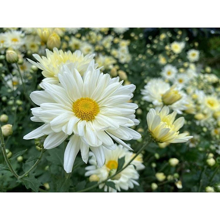 cúc cổ hoa mi kép ,cúc họa mi cánh kép - cây giống