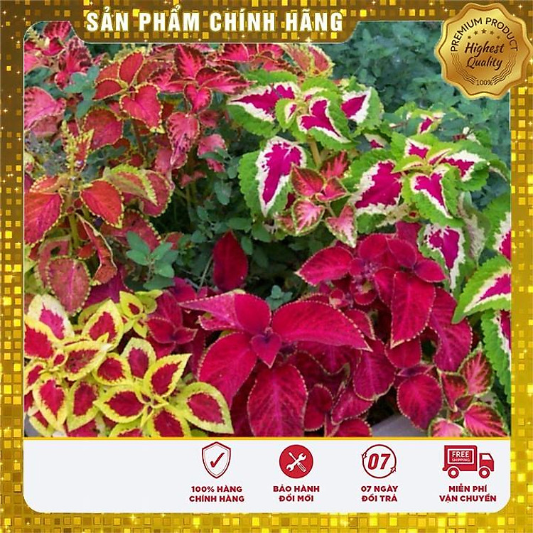 Hạt giống cây lá màu - Hạt giống cây cảnh đẹp ( gói 40-50 hạt)