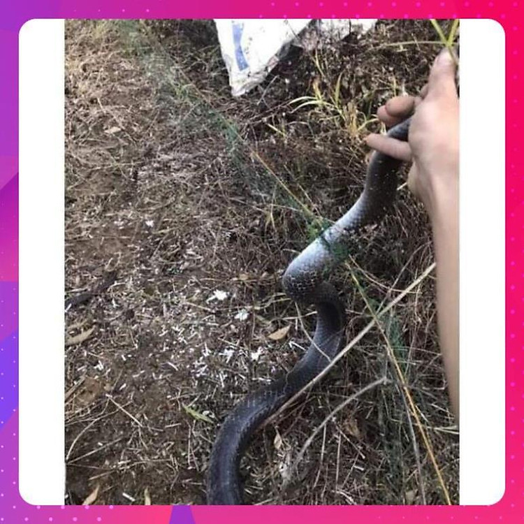 50m lưới giăng rắn mắt 4phân.