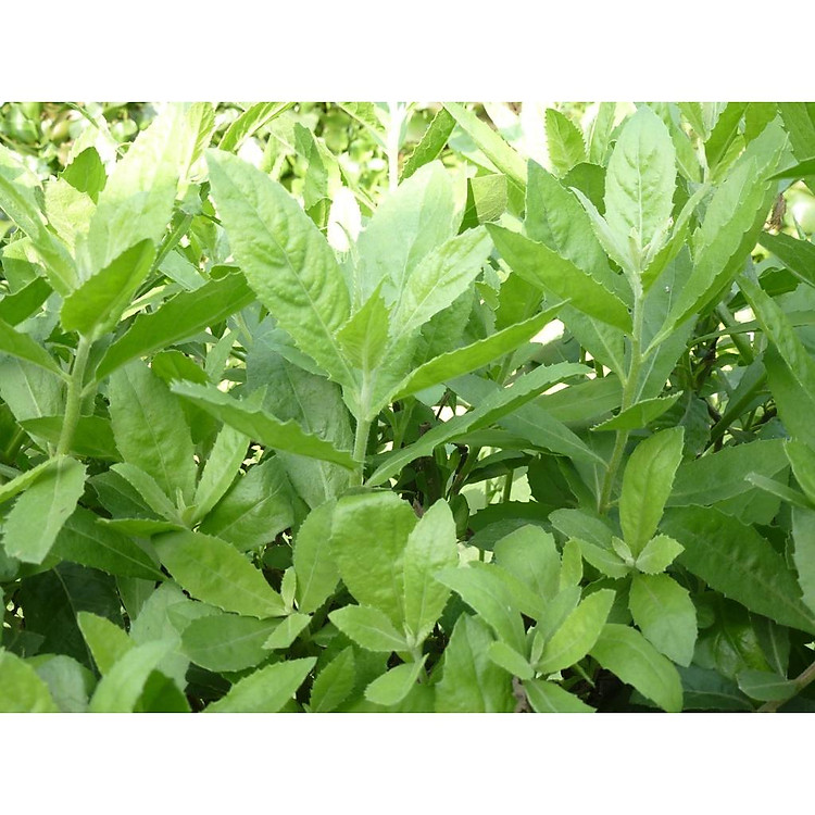 CÂY CÚC TẦN (CÂY ĐẠI BI , CÂY TỪ BI XANH)- CÂY GIỐNG