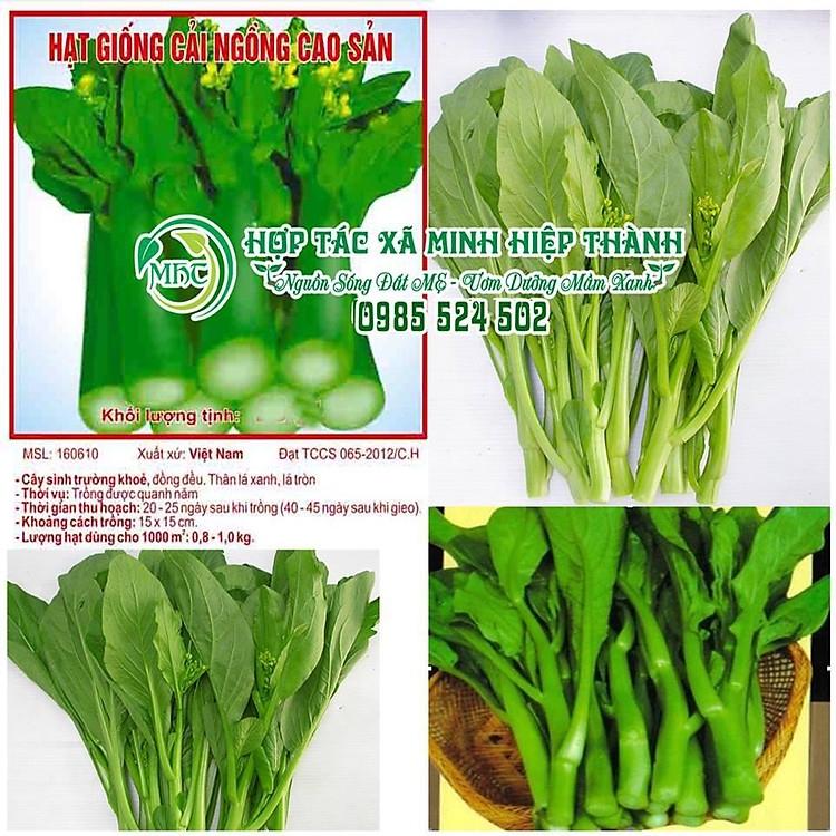 Hạt giống rau cải ngồng