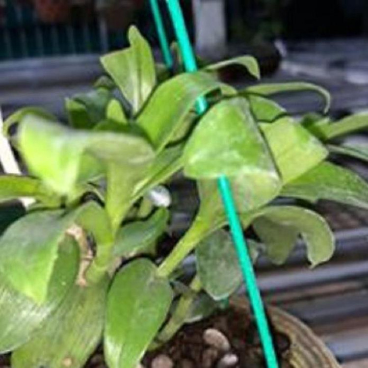 Hoa lan - 5CT mắt mờ hải dương