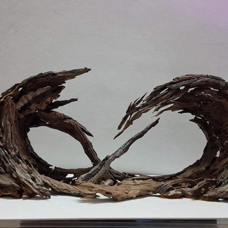 1KG LŨA SẦM ĐỎ - TẠO LAYOUT - SETUP - TRANG TRÍ HỒ CÁ, HỒ THUỶ SINH - GHÉP LAN