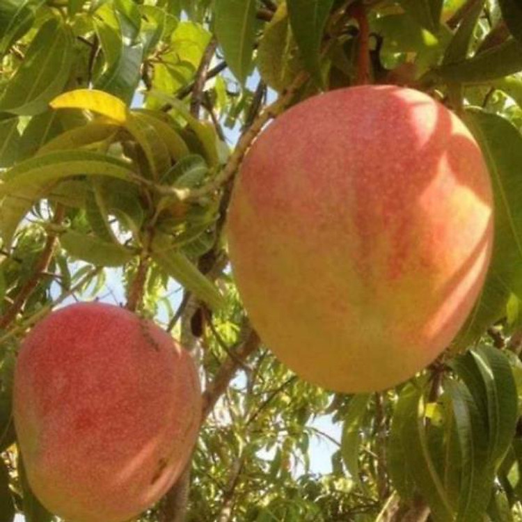 Xoài Úc thơm ngon quả to tròn đẹp , cây đẹp, giống chuẩn