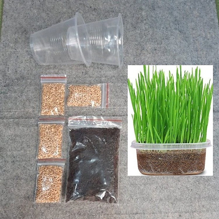 Bộ trồng cỏ mèo - Cỏ mèo (gồm đất, 4 gói hạt giống và 2 cốc)