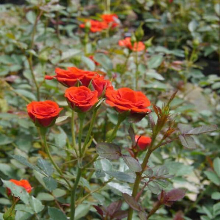 COMBO 5 GỐC HOA HỒNG TỶ MUỘI (5 màu hoa)