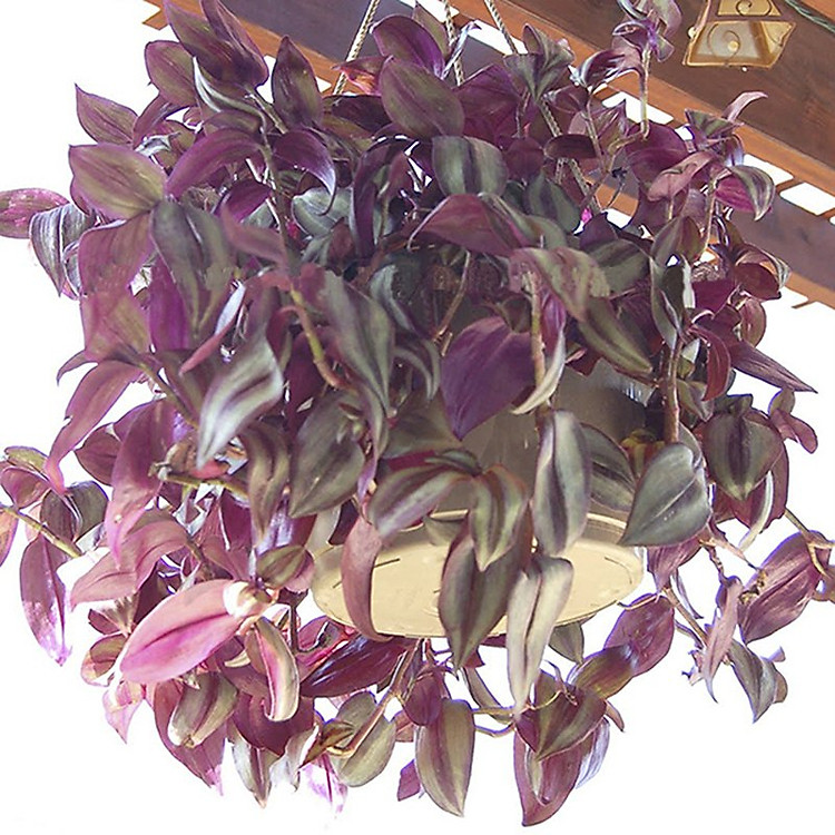 Cây Thài Lài Sọc Treo