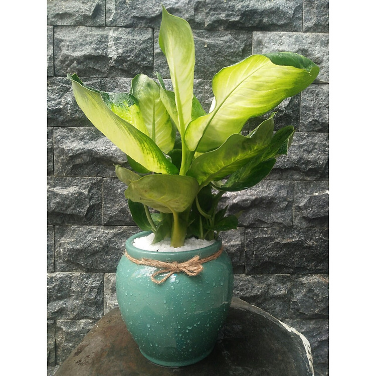 Cây vạn niên thanh