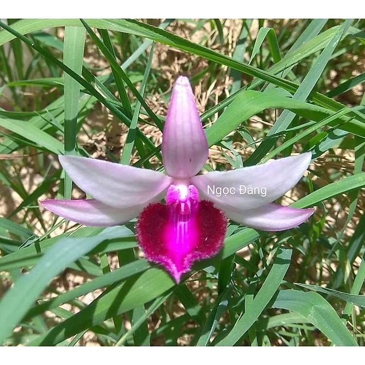hoa lan giả hạc Bệt Ma bó , cây cực đẹp