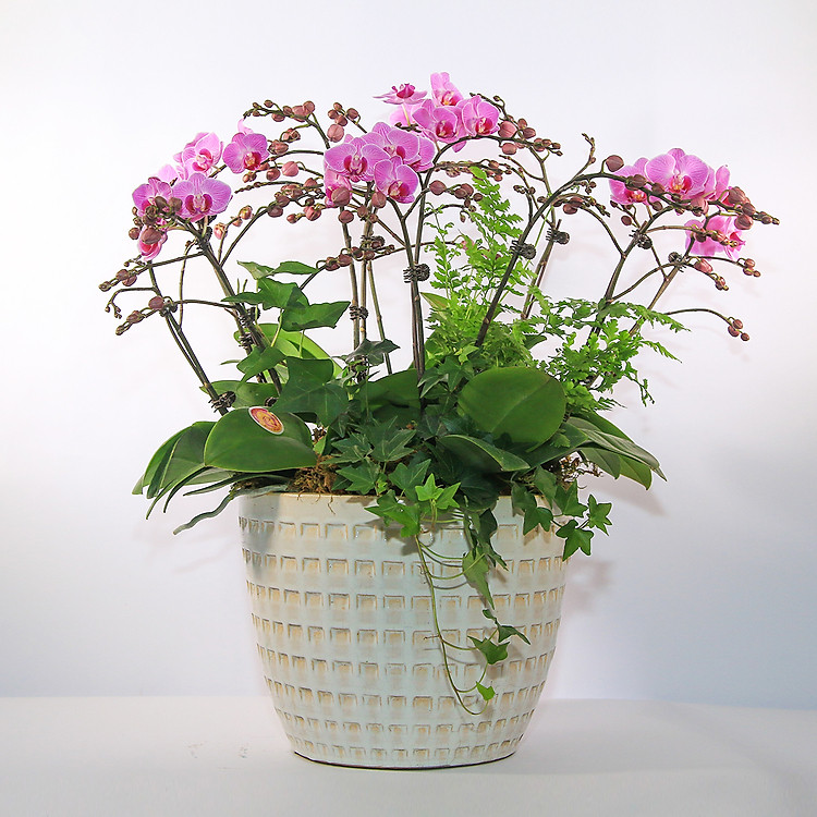 Chậu lan hồ điệp mini tím 8 cành