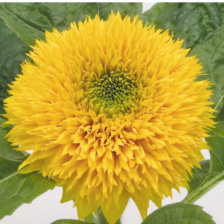 Hạt giống Hoa hướng dương kép (20 hạt)