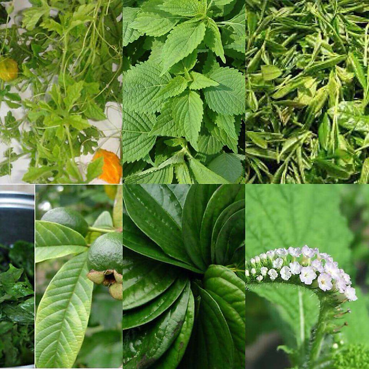 Mua Sữa Tắm Lá Khổ Qua Rừng 500ML Chính hãng Giá rẻ - Hình ảnh 3