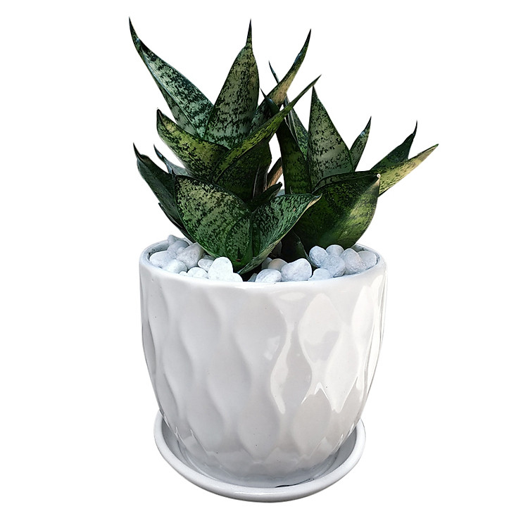 Cây Lưỡi Hổ Xanh