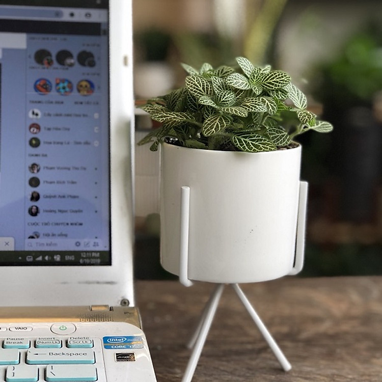 Cẩm nhung chậu kèm kệ