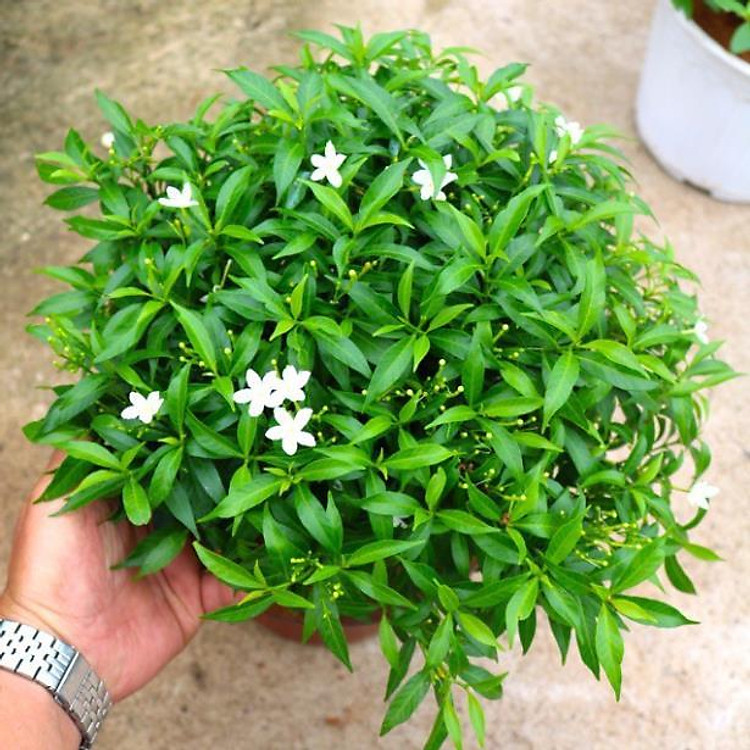 Sản phẩm BẦU CÂY GIỐNG MAI VẠN PHÚC( CÂY MAI TIỂU THƯ) - GỬI ĐI NGUYÊN CHẬU + Tặng (0,3kg) phân hữu cơ cao cấp