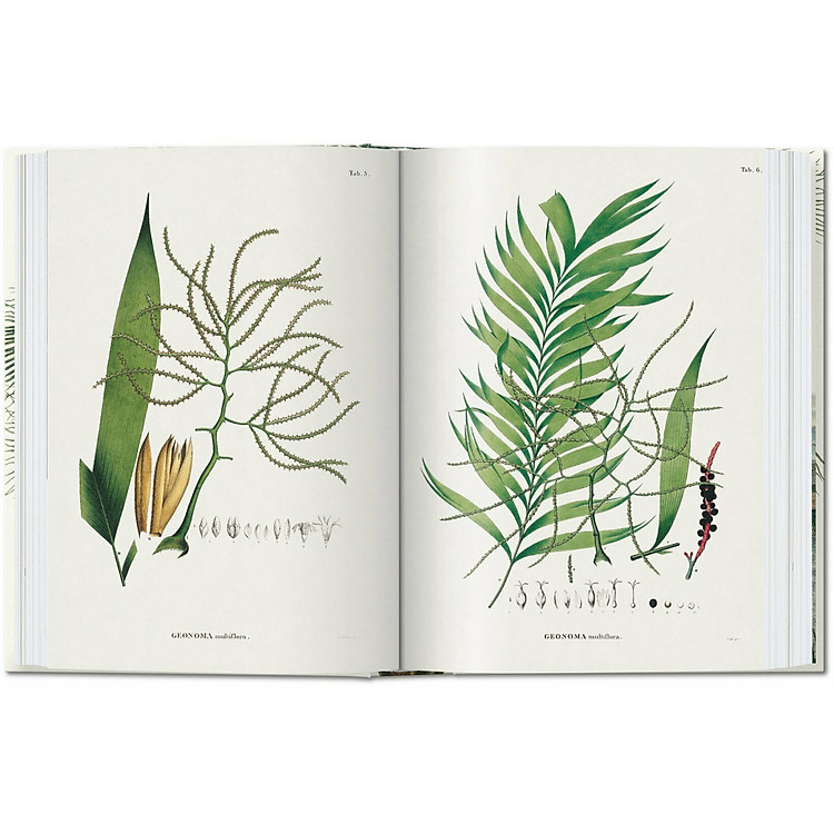 The Book of Palms. 40th Ed - Ảnh 5