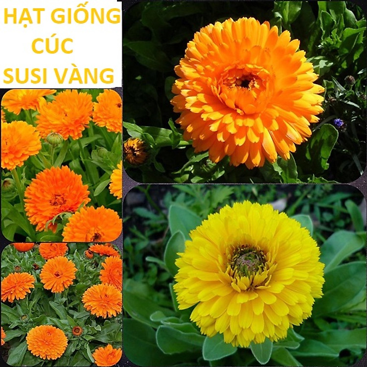 Hạt Giống Hoa Cúc Susi Nảy Mầm 4 Mùa - Cúc Vô Ưu