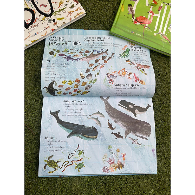 A Lê Hấp! - Thế Giới Biển - Ảnh 4