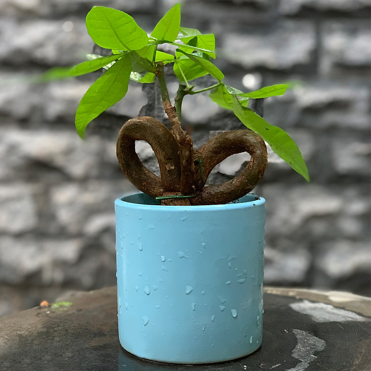 Cây Kim Ngân Tình Yêu