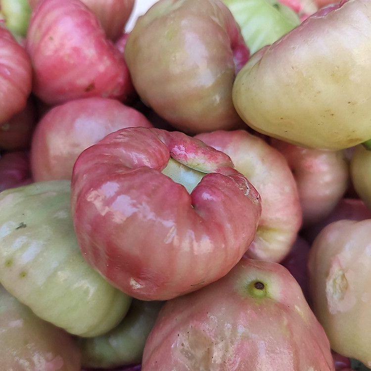 CÂY GIỐNG MẬN ĐƯỜNG ĐÁ ( Roi Đá ) cây ghép chuẩn