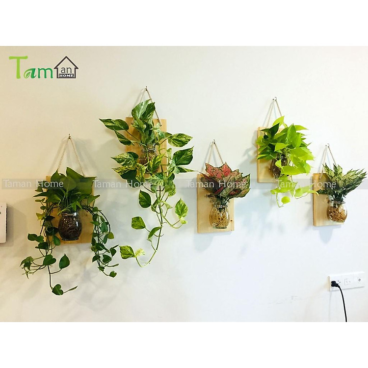 Khung gỗ treo tường chậu trồng cây thủy sinh lọ hoa thủy tinh trang trí nhà cửa ban công
