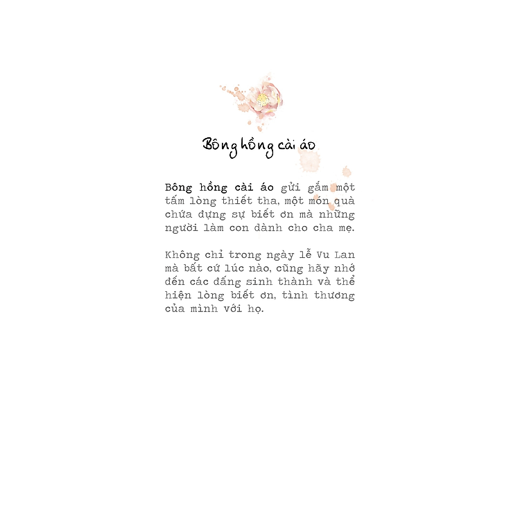 Bông Hồng Cài Áo - Ảnh 2