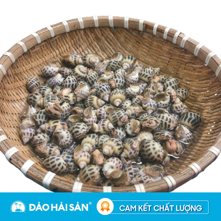 Ốc Hương Sống Size 100 -110 (500gram)