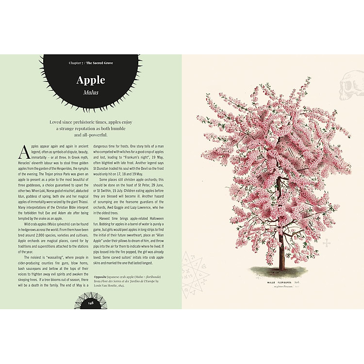 Kew - Witch's Forest - Ảnh 5