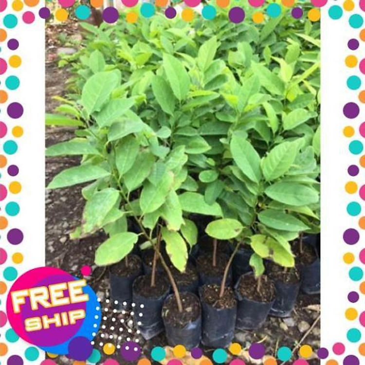 Cây na thái siêu trái