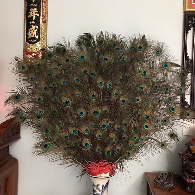 (Combo 108 cành) Lông Công Phong Thủy Nhập Khẩu