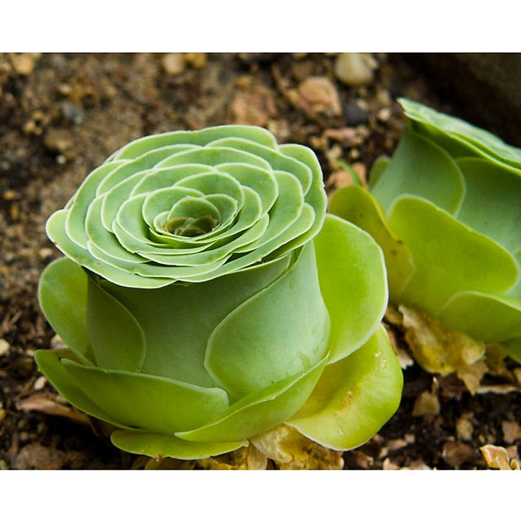 Bộ 1 gói Hạt giống sen đá hoa hồng