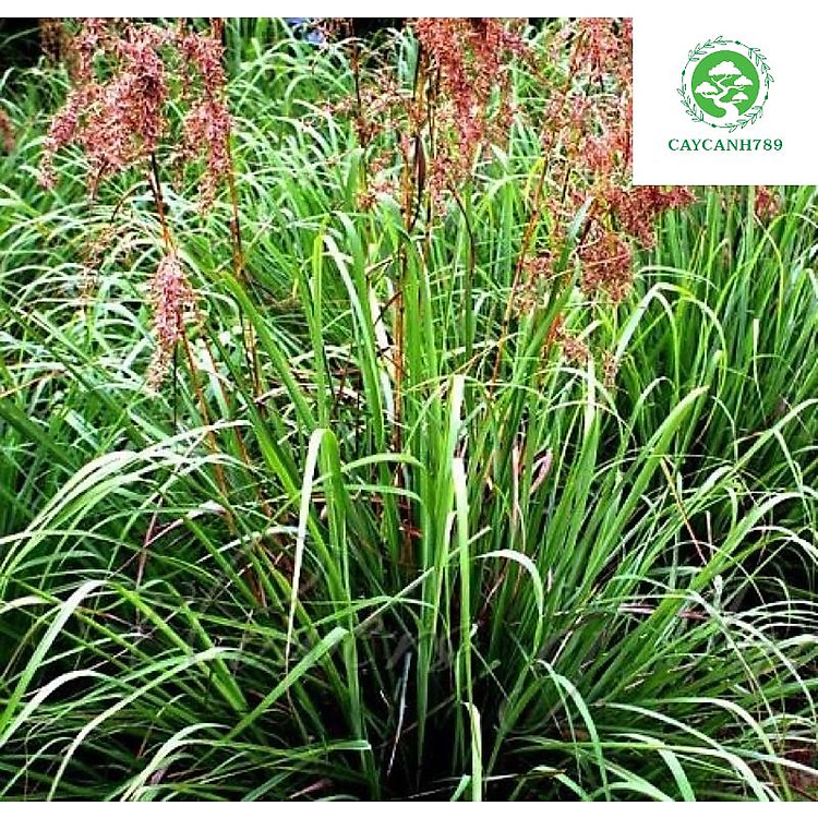 Cây sả hoa hồng cao 70 cm với 10 công dụng sức khoẻ và làm đẹp (ảnh thật số 2)