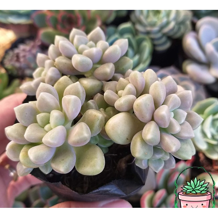 SEN ĐÁ KIM TUYẾN SIZE BẦU