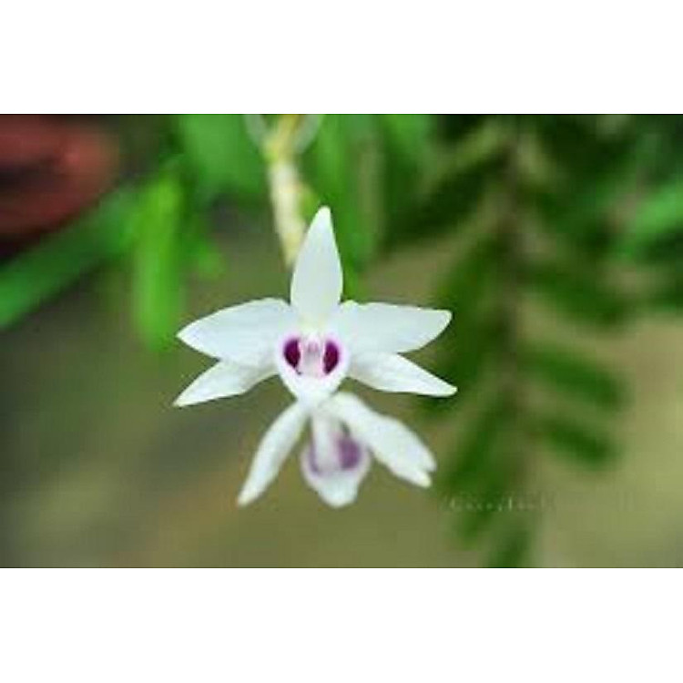 Phi điệp đột biến 5CT KIM BÔI chuẩn giống cam kết chất lượng