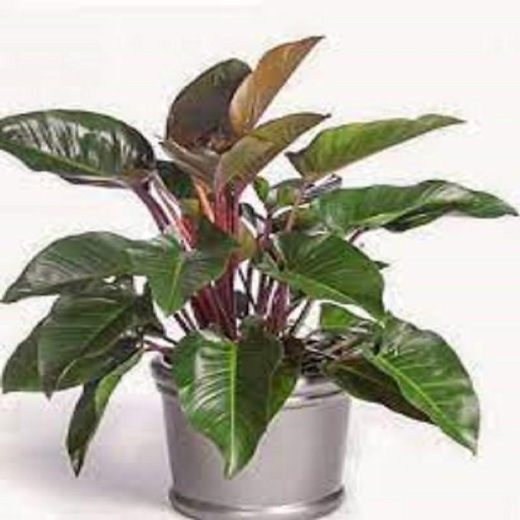 CÂY TRẦU BÀ ĐẾ VƯƠNG, CÂY PHONG THỦY - HG153CGHN