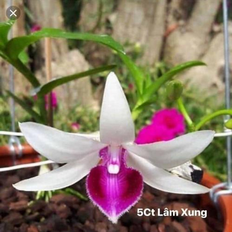 Phi điệp bệt 5ct LÂM XUNG, cốc to mập hoa đẹp hiếm - lx01