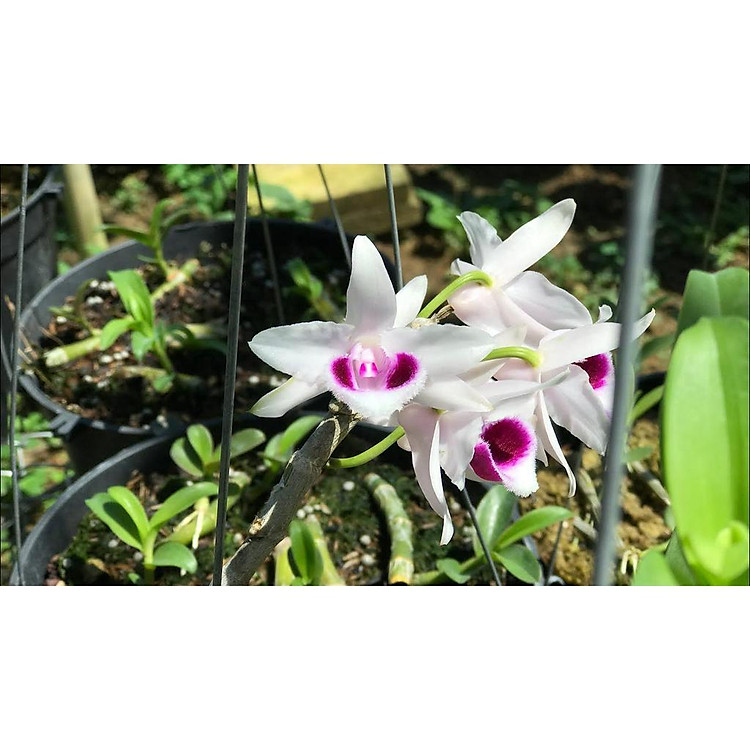 LAN PHI ĐIỆP 5 CÁNH TRẮNG ÁM MẮT TRÂU LƯNG XANH PHÚ THỌ