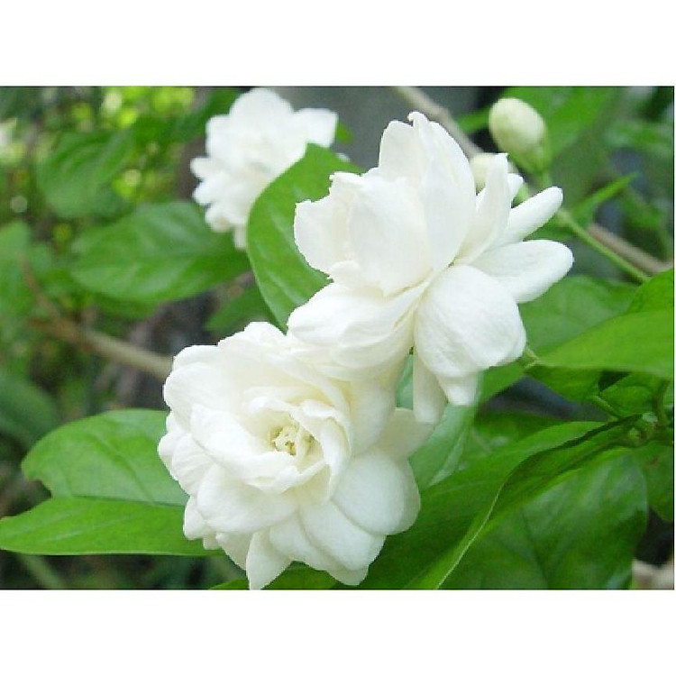 Cây giống hoa nhài ( hoa lài) TA CỔ THƠM