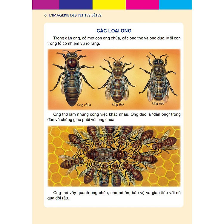 Những Con Vật Bé Nhỏ - Ảnh 3