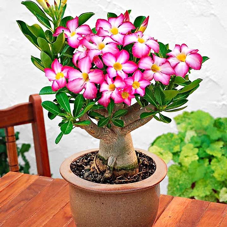 Hạt giống hoa sứ Bonsai cánh hồng - Bịch 10 hạt – Mã số 1044