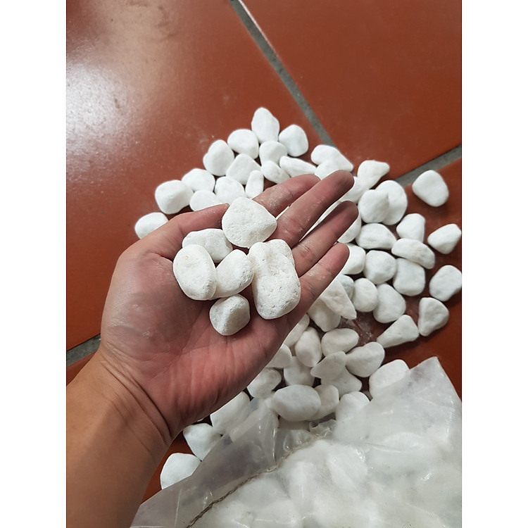 Sỏi trắng trang trí chậu cây