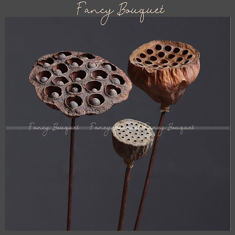 Đài hoa sen khô tự nhiên ️️ 4 Mẫu Đài sen trang trí decor