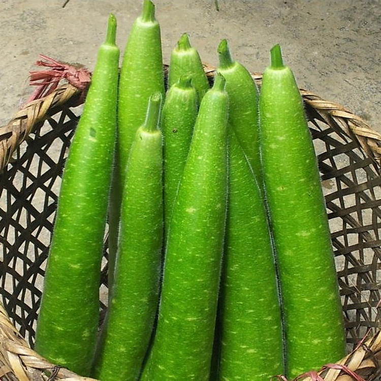 Hạt giống cây Bầu Sao Quê trái dài - 10 Hạt