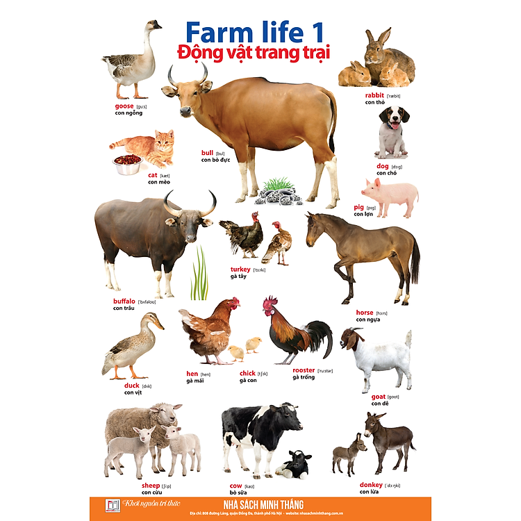 Learing English By Pictures - Học Tiếng Anh Bằng Hình Ảnh (Tập 1) - Ảnh 4